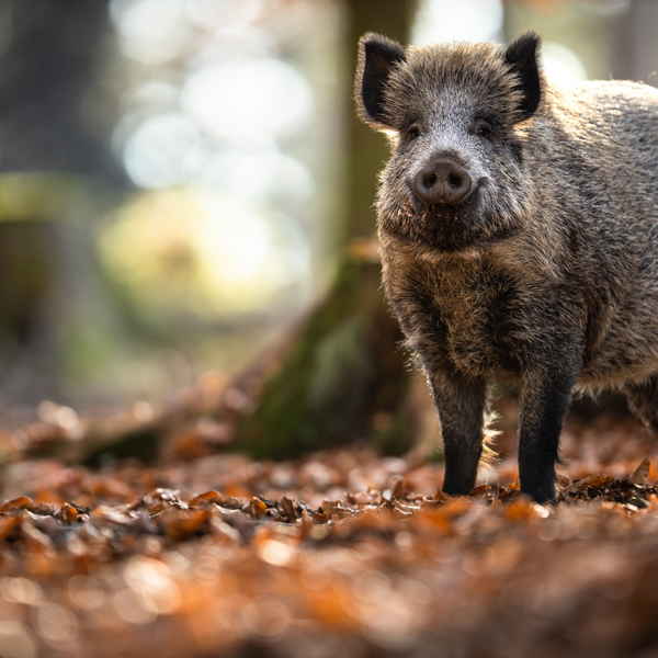 Wild op de BBQ | 20.11