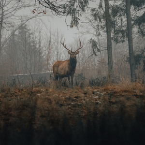 Wild op de BBQ | 09.11